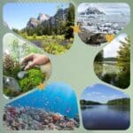 Mosaico de fotos representando os locais de estudo da Ecologia de ecossistemas: praia, coral, lago, floresta temperada, jardim.