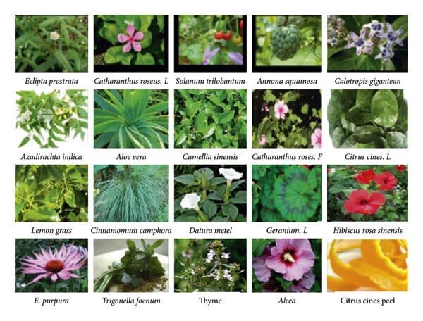Taxonomia vegetal