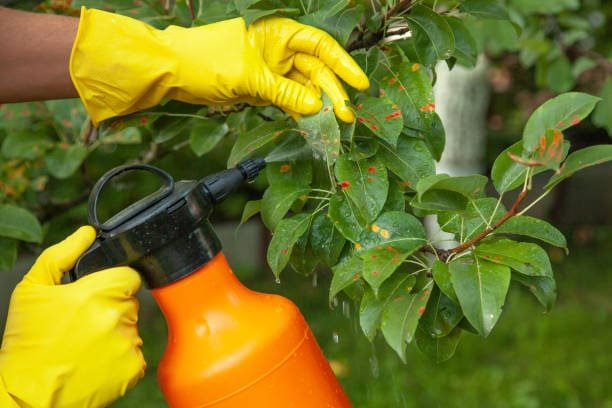 Um pote laranja na mão de uma pessoa com luvas amarelas, aplica inseticidas em um jardim