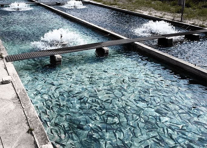 Um enorme tanque com milhares de peixes usando tecnologia da aquicultura de precisão