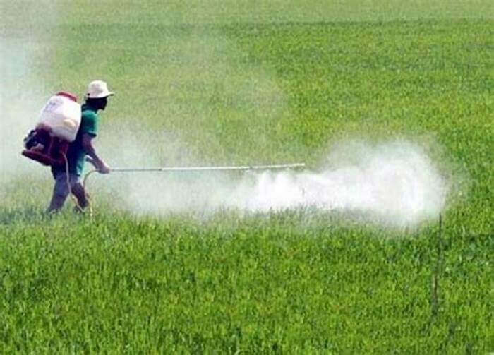 Um homem com equipamento adequado, mas sem máscara de proteção está aplicando fungicidas em uma plantação
