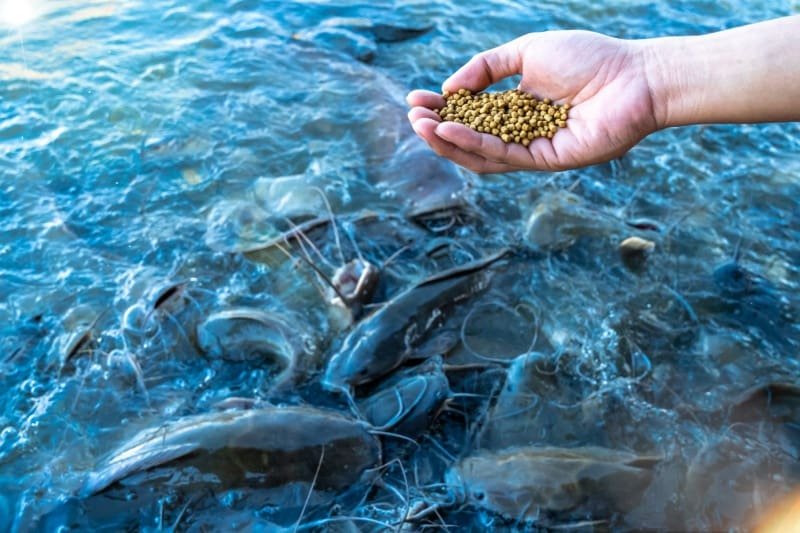 Muitos peixes esperam a ração que está em uma mão da piscicultura semi-intensiva