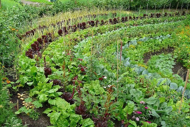 Plantação circular de hortaliças em policultivo