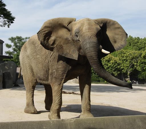 Elefante-africano-da-savana com tromba erguida, em ambiente aberto com árvores ao fundo, destacando sua pele espessa e imponente.