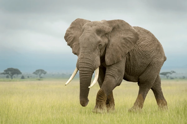 Elefante-africano-da-savana caminhando na planície, com presas longas, orelhas largas e corpo robusto, símbolo da fauna africana.