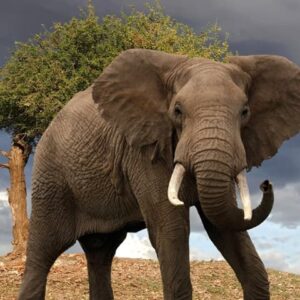 Um magnífico elefante macho posa para uma foto em meio ao bioma savana