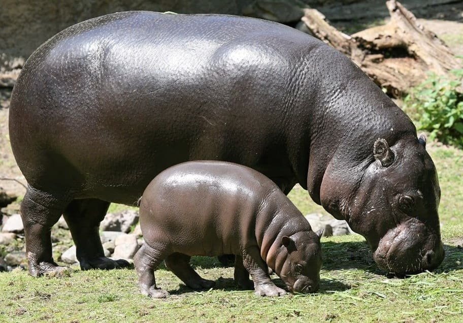 Dois Hipopótamo-pigmeu, mãe e filho, pastam em um campo aberto livremente.