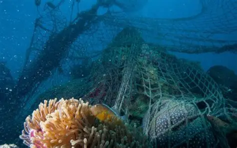 Redes de pesca de arrasto causam perda de biodiversidade aquática