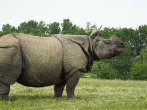 Um grande rinoceronte asiático apresenta sua armadura resistente ao longo do corpo.