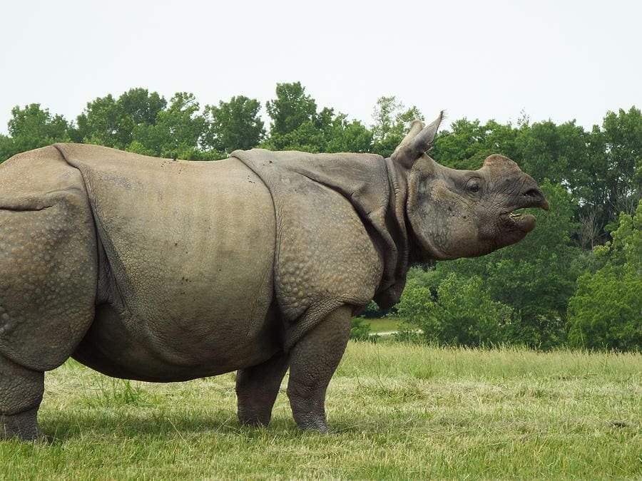 Um grande rinoceronte asiático apresenta sua armadura resistente ao longo do corpo.