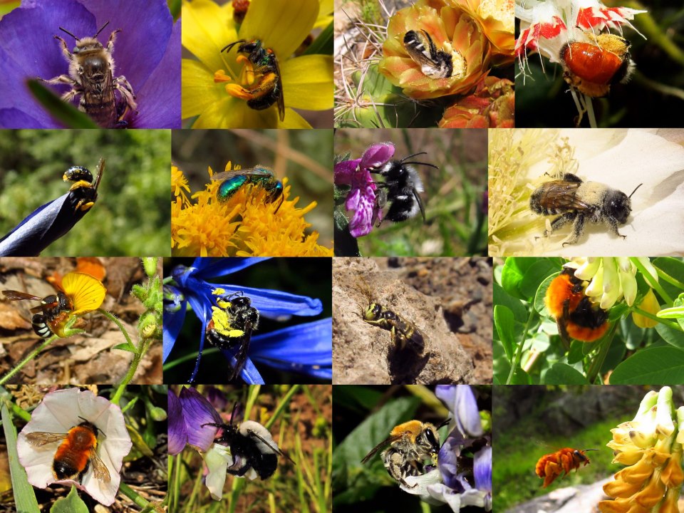 Um mosaico de imagens apresenta diversos animais polinizadores