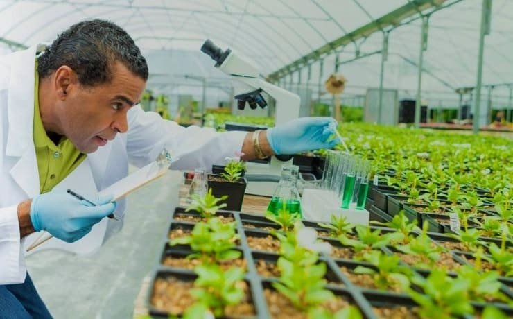 Um técnico analisa plantas modificadas pela biotecnologia agrícola