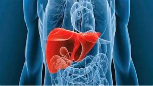 Imagem interna do ser humano dando destaque a biotransformação do fígado