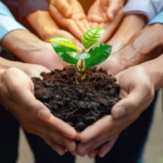 Várias mãos seguram uma planta para simbolizar a segurança ambiental