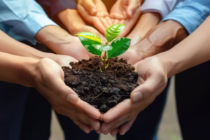 Várias mãos seguram uma planta para simbolizar a segurança ambiental
