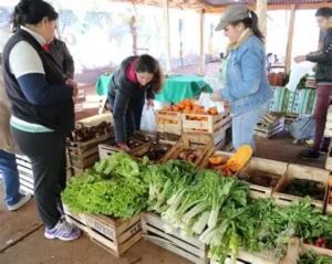 Agricultores expõe a produção de alimentos saudáveis