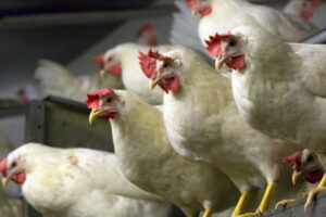Várias empoleiradas esperam alimentação na avicultura