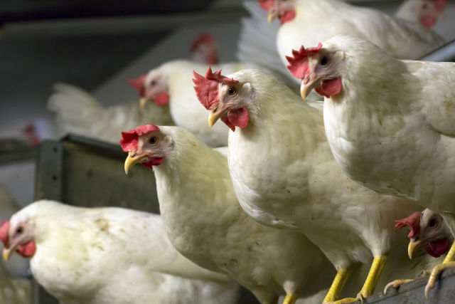 Várias empoleiradas esperam alimentação na avicultura