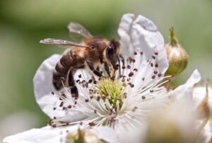 polinização agrícola