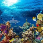 Corias ilustram os oceanos e vida marinha