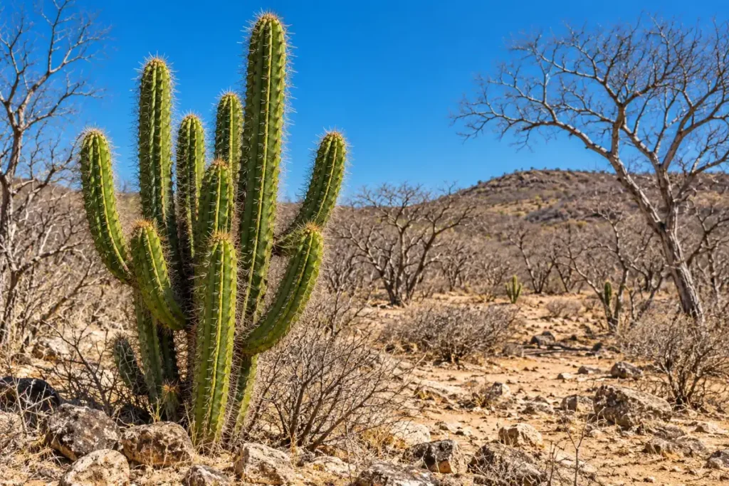 Cacto verde e espinhoso em primeiro plano na Caatinga seca, com árvores sem folhas e chão de terra clara