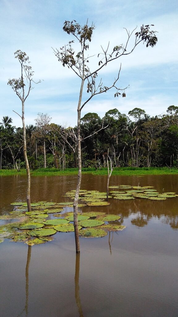 Árvores com o tronco dentro da água escura do rio Negro, no Parque Estadual Rio Negro Setor Sul