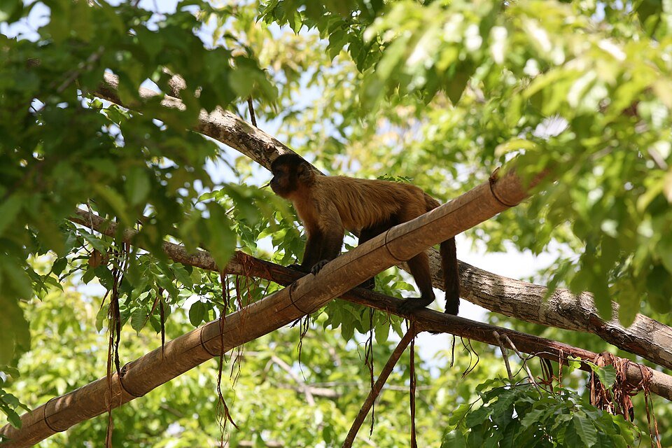 Macaco-prego andando num galho entre as folhas, no Parque Zoobotânico de Teresina (PI)
