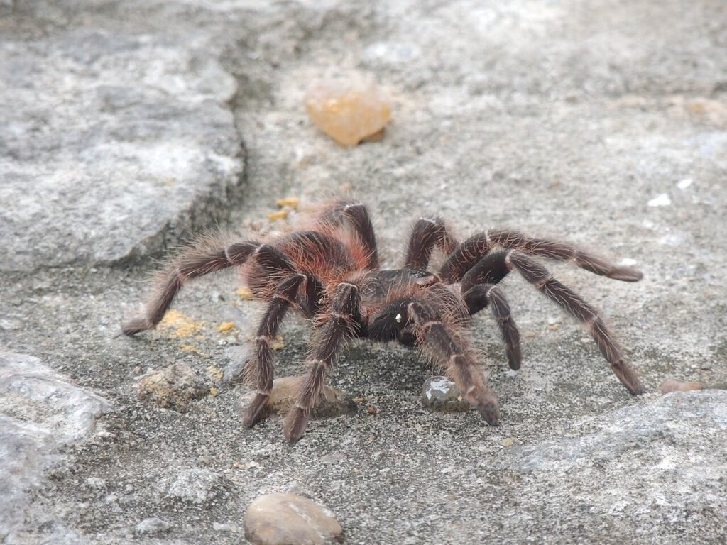 Aranha caranguejeira peluda sobre uma pedra, no Parque Estadual Dunas de Natal