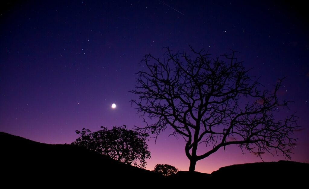 Silhueta de árvores do cerrado contra o céu roxo do anoitecer, com a lua, no Parque Estadual da Serra do Cabral (MG)