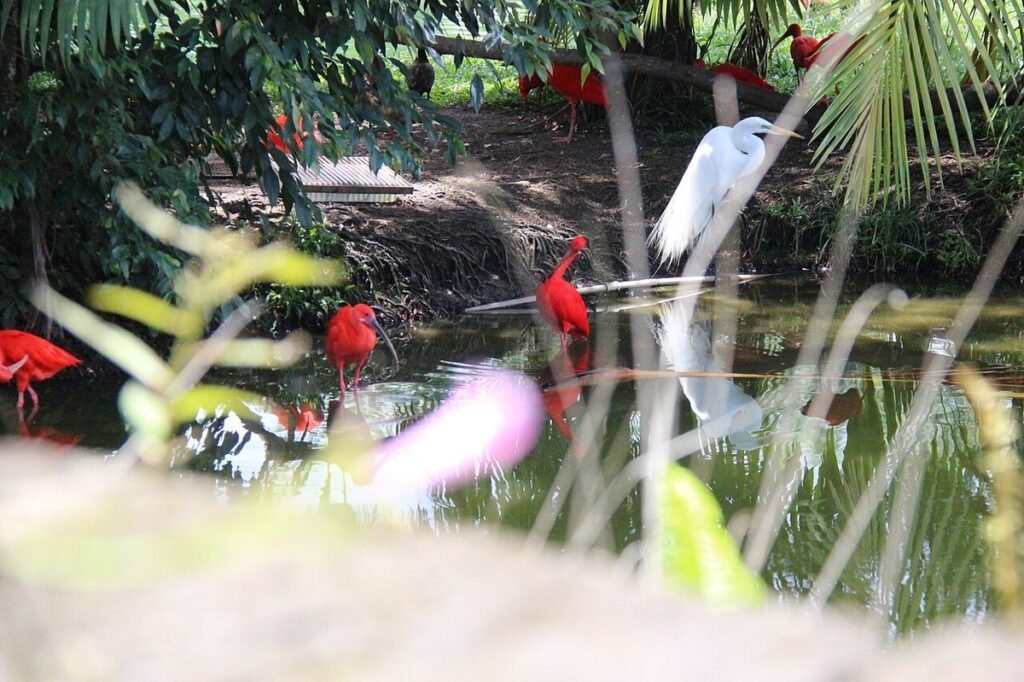 Garça branca e guarás vermelhos na beira de um lago, entre plantas
