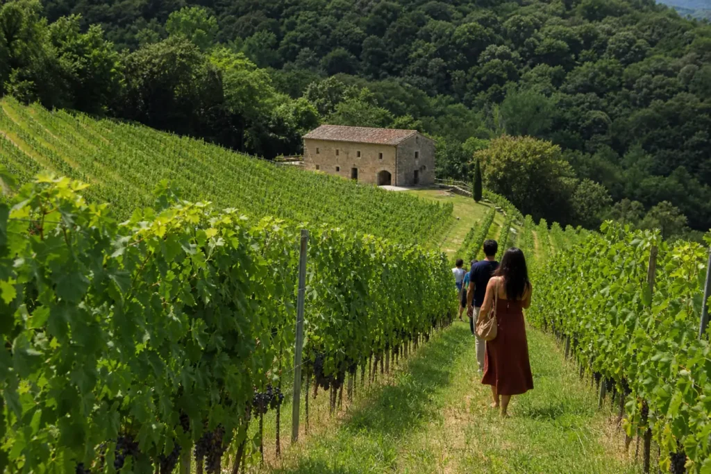 Visitantes caminham entre fileiras de videiras com uvas maduras, casa de pedra na encosta ao fundo: enoturismo