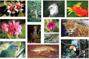 O que é a Biodiversidade?