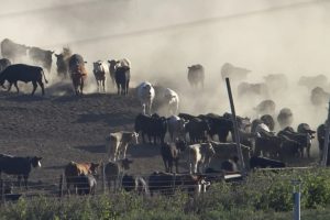 Muitas vacas descem uma colina devastando o solo e causando poluição e Impacto Ambiental da Pecuária