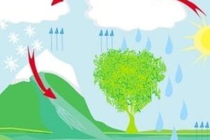 Ecossistemas - ciclo da água e o papel das cidades