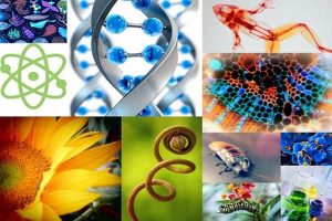 Várias imagens em um mosaico representado a ciência natural: a estrutura do DNA, a estrutura óssea de um sapo, um girassol, vidraçaria de laboratório, broto de uma samambaia e um besouro.