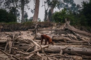 Degradação dos habitats