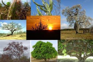 Fotografias em mosaico de várias espécies de árvores de diferentes biomas.