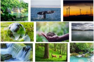mosaico de fotos de recursos naturais: uma cachoeira, usina de energia eólica, veados em uma floresta, uma muda de planta, uma baleia no oceano.