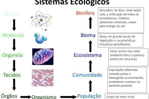 uma tabela que mostra os Sistemas biológicos apresenta uma sequencia desde a célula ate os biomas e seus ecossistemas