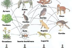 Ilustração de uma Teia alimentar envolvendo relações entre produtores, consumidores primários, secundários, terciários e decompositores.