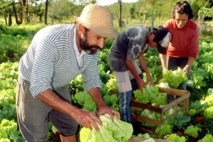 Pessoas praticando a agricultura sustentável -familiar