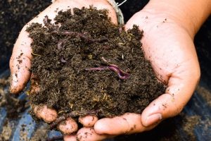 Biodiversidade do solo: o que é, composição e ameaças