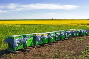 Campos agrícolas com flores e abelhas polinizadoras em colméias, representando a polinização agrícola.